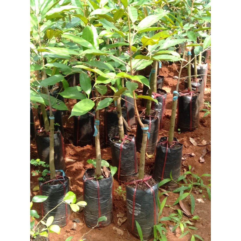 Cây giống sầu riêng dona gốc to 2 năm