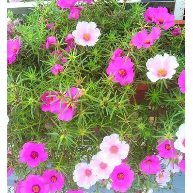 Hạt giống hoa 10h mỹ hoa cánh đơn nhiều màu - 1 gói 200 hạt