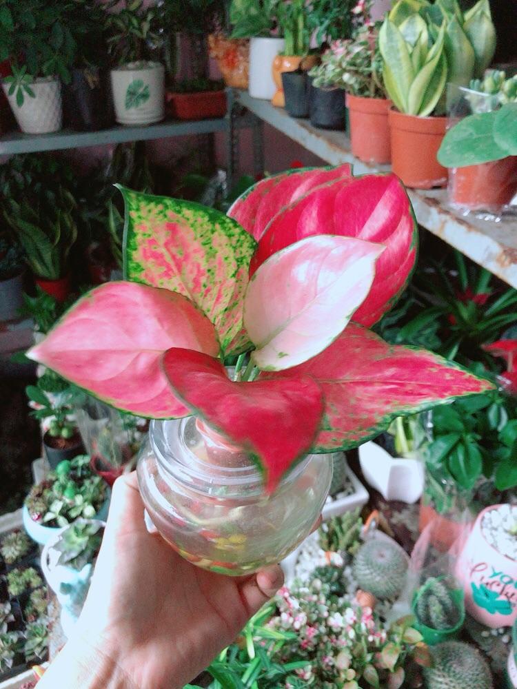 Chậu Cây Vạn Lộc Thuỷ Sinh