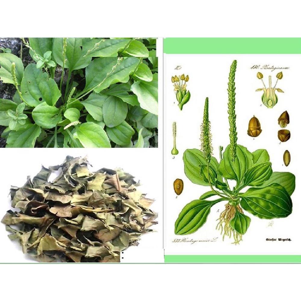 Hạt giống rau mã đề KNS3104 - Gói 1gram