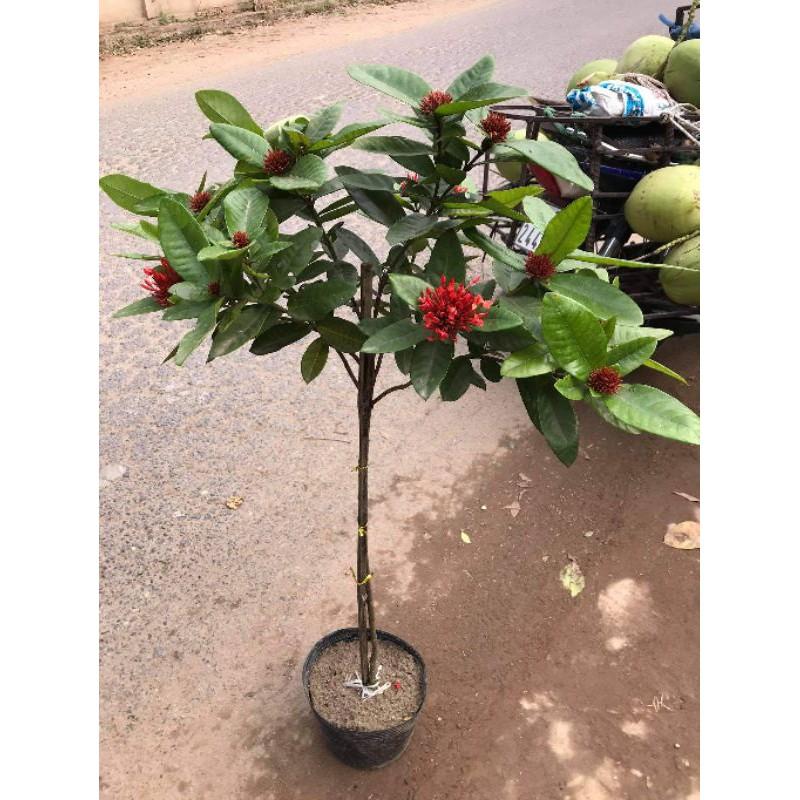 MẪU ĐƠN TA THOÁT THÂN TỪ 60CM