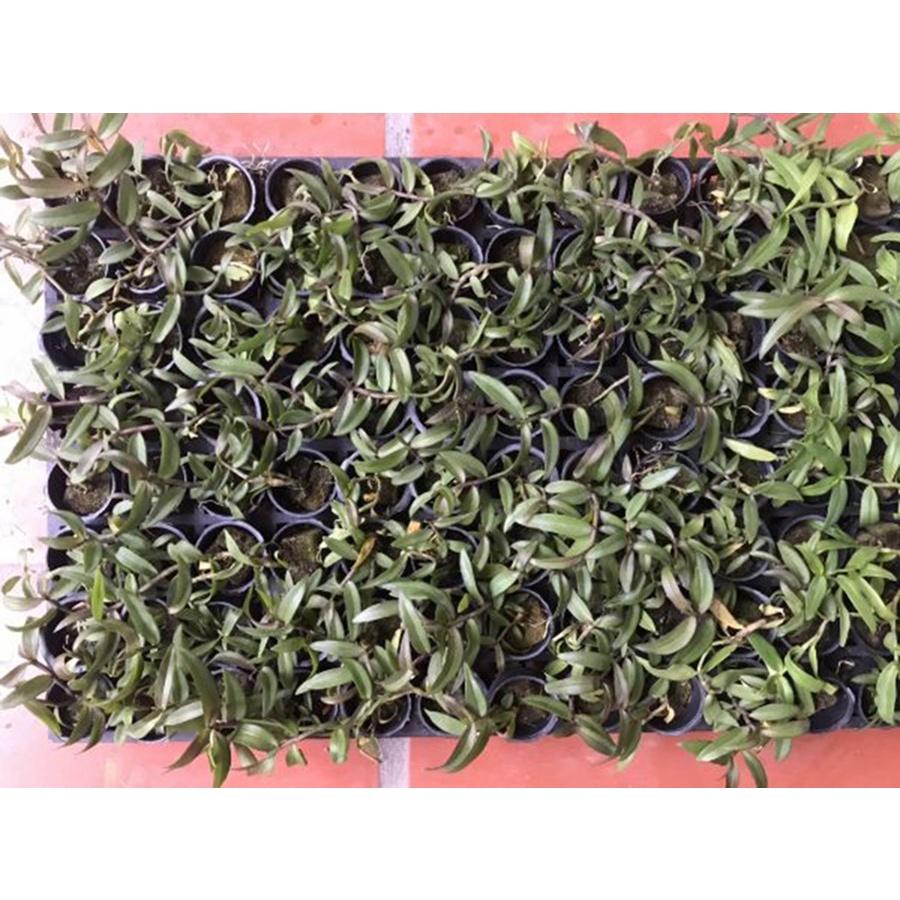 Combo 2 cốc hoa phong lan - giả hạc châu như
