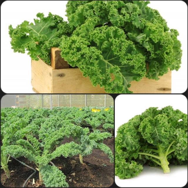 Hạt giống cải kale, cải lá xoăn hay cải xoăn xanh