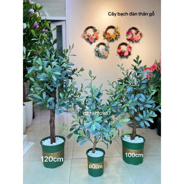 Cây Oliu, ô Liu giả decor trang trí thân gỗ