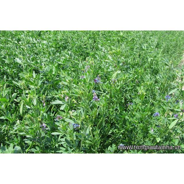 Hạt cỏ chăn nuôi ALFALFA Linh Lăng - Cỏ Họ Đậu