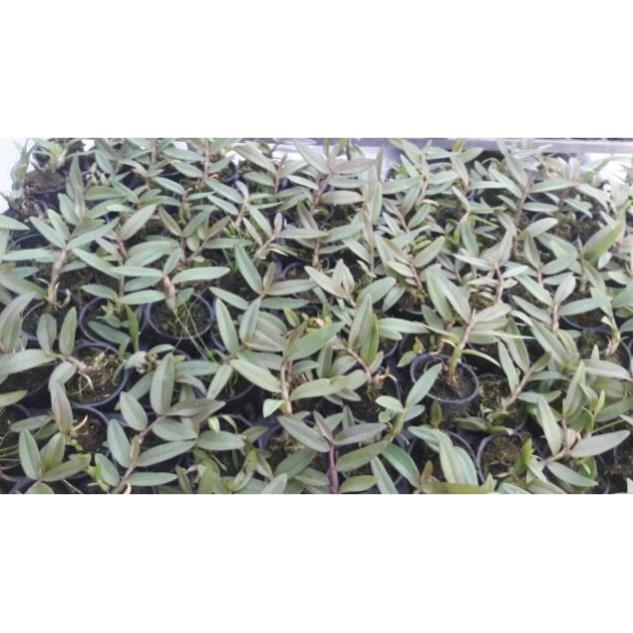 Sản Phẩm Hoa phong lan- giả hạc mắt cua
