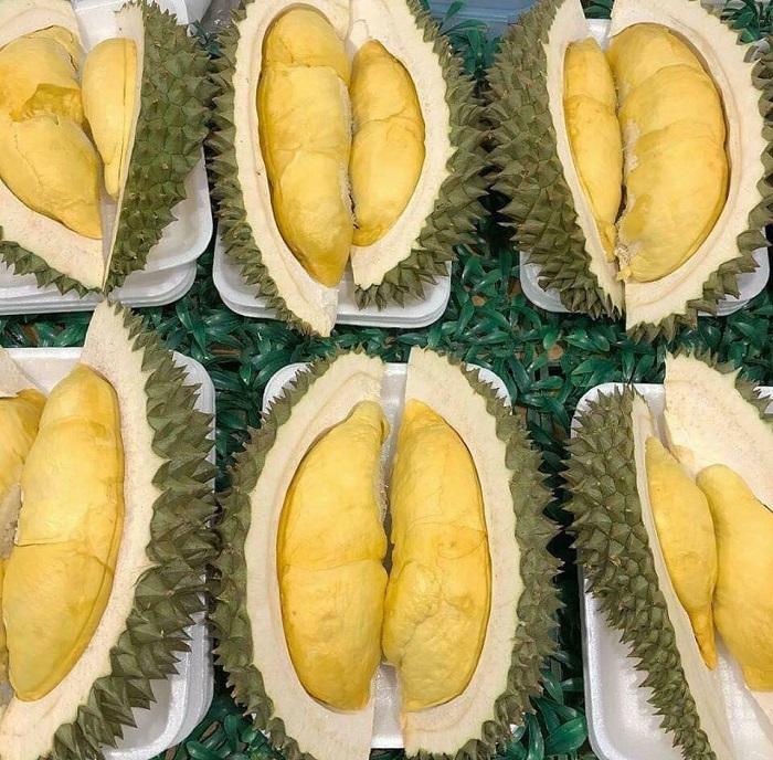 Cây giống sầu riêng thái lan