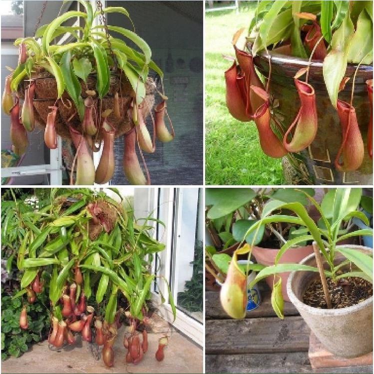 Hạt giống cây bắt mồi nắp ấm - Gói 10 hạt-kèm gói kích mầm