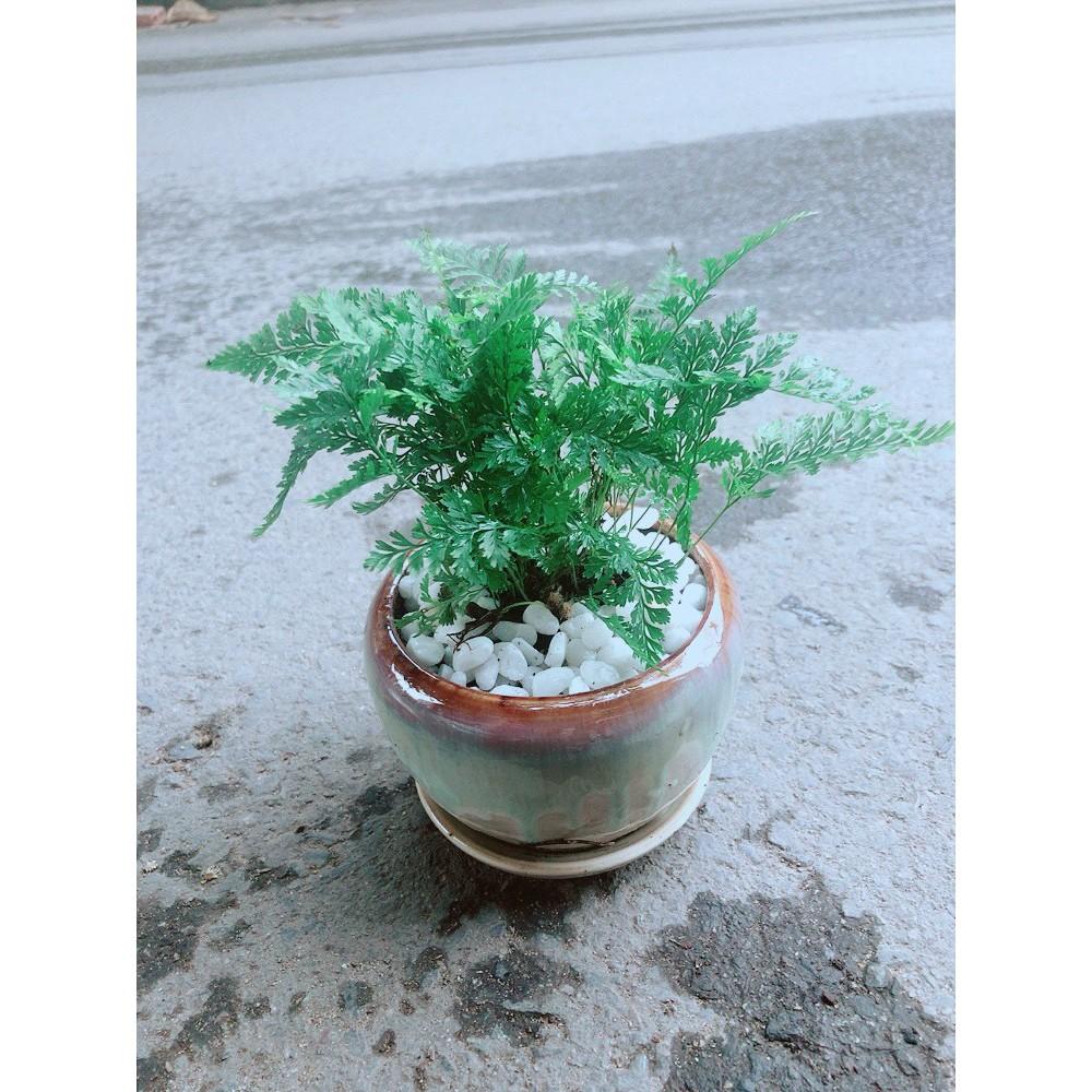 Chậu Dương Sỉ Nhật