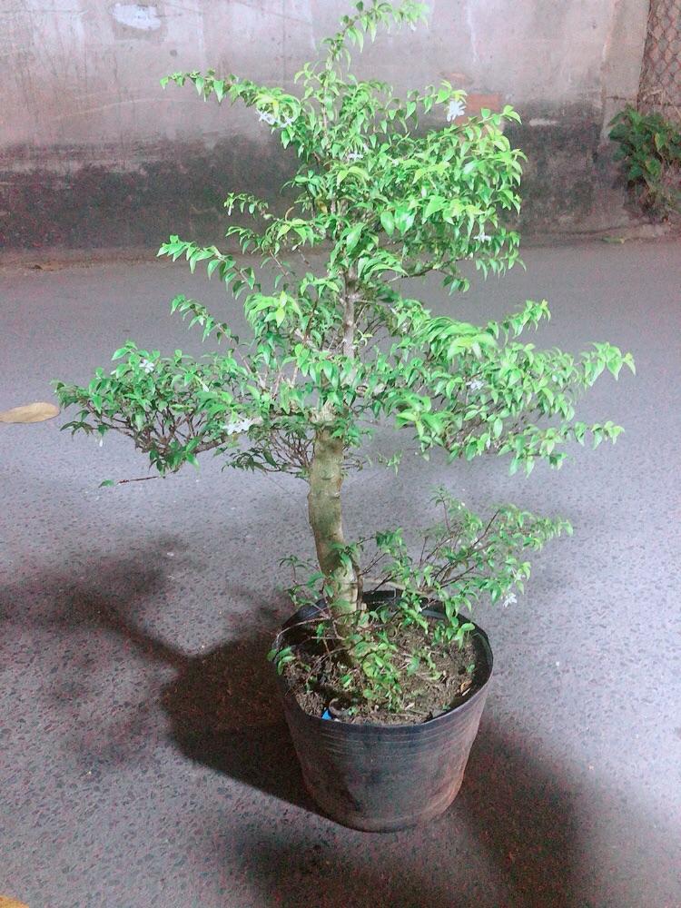 Mai Chiếu Thuỷ Bonsai