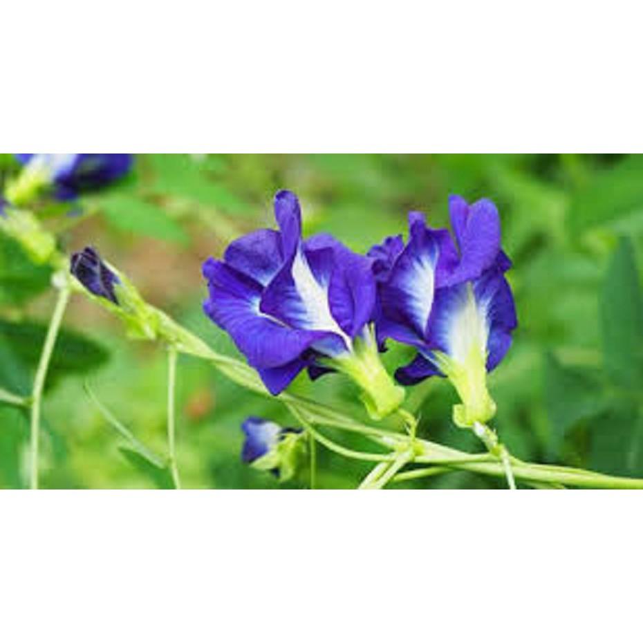 CHẬU HOA ĐẬU BIẾC - GIAO HÀNG CẢ CHẬU