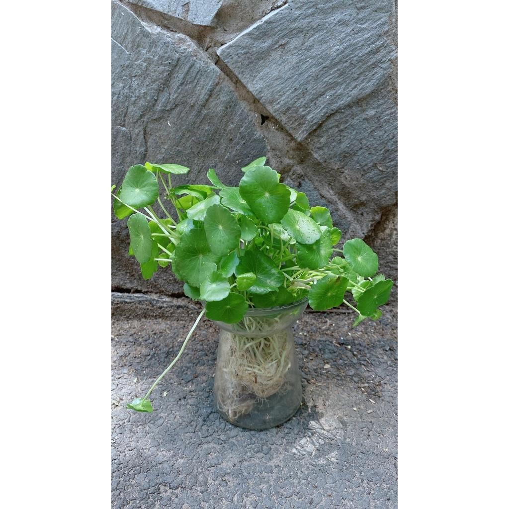 Chậu Cây Cỏ Đồng Tiên