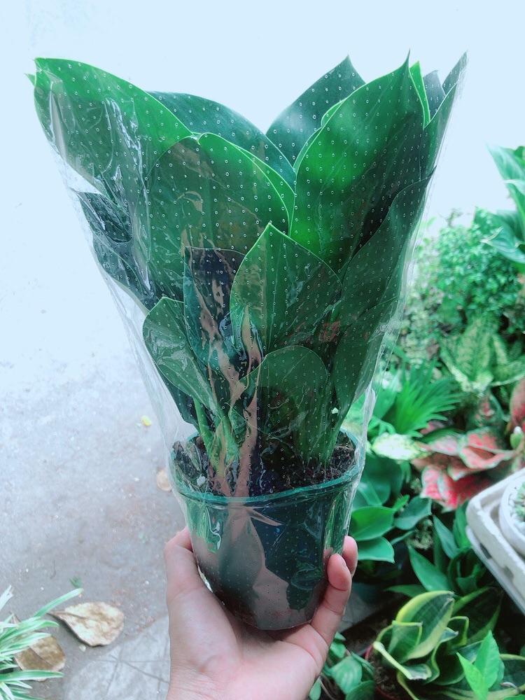 Trầu Bà Đế Vương Xanh