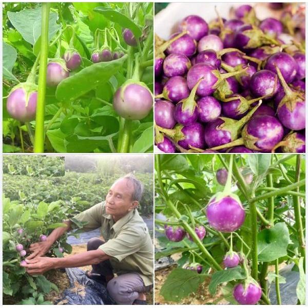 Hạt Giống Cà Ph.áo Tím-gói 2 gram/tặng kèm gói phân bón lót