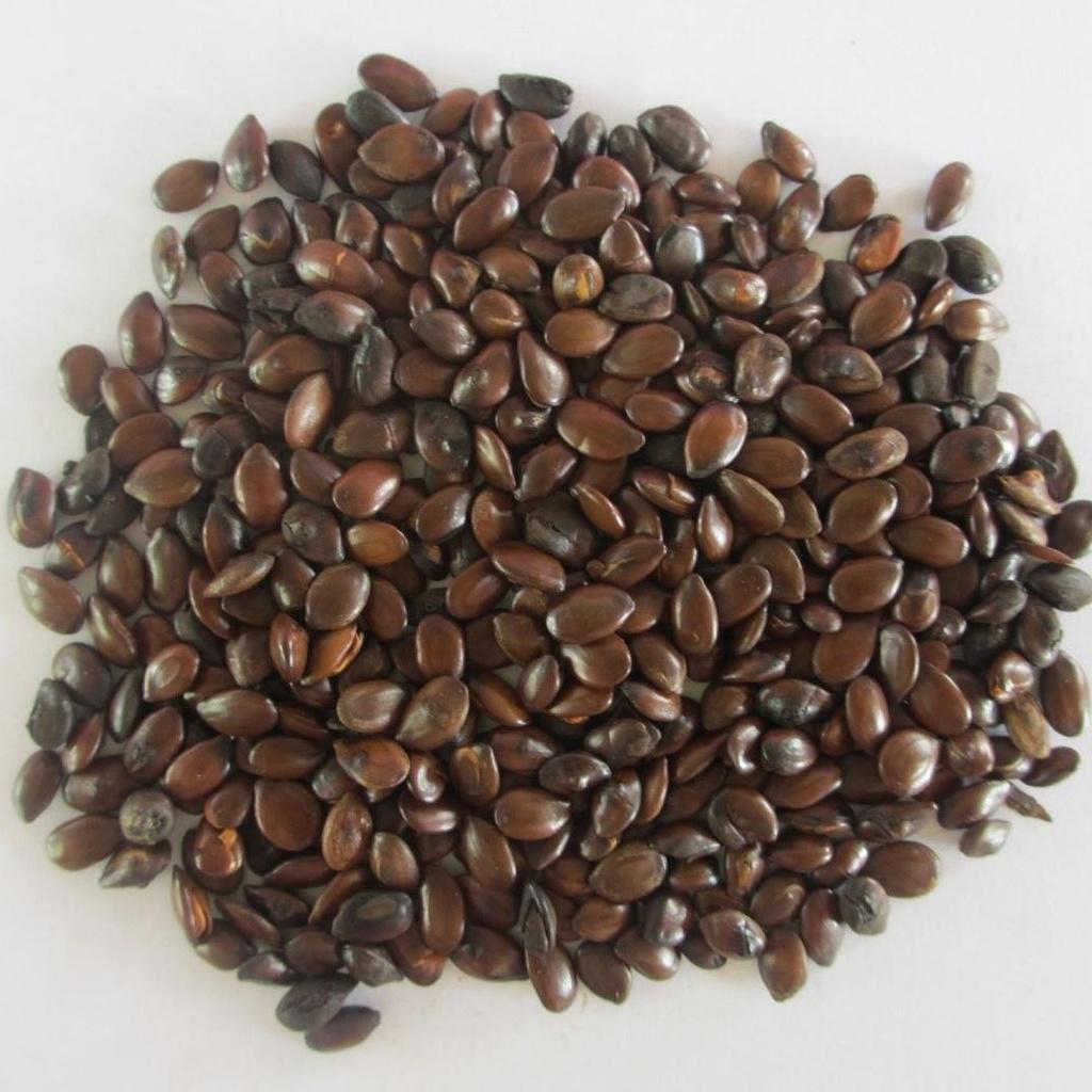 HẠT GIỐNG CÂY KEO DẬU 100gram - Thức Ăn Chăn Nuôi - Hạt Giống Cỏ Chăn Nuôi - Cỏ Chăn Nuôi Trâu,Bò,Dê...