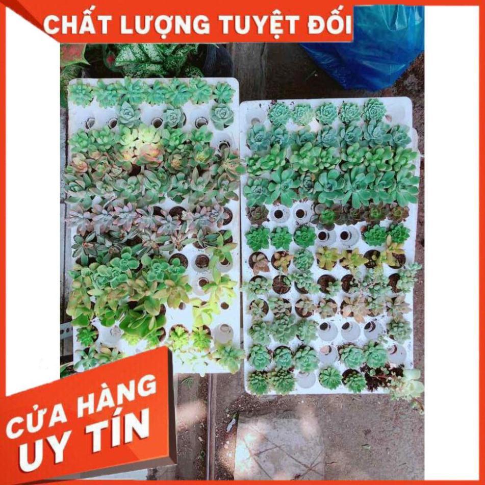 Combo 12 cây sen đá vỉ Nhiều Người Mua