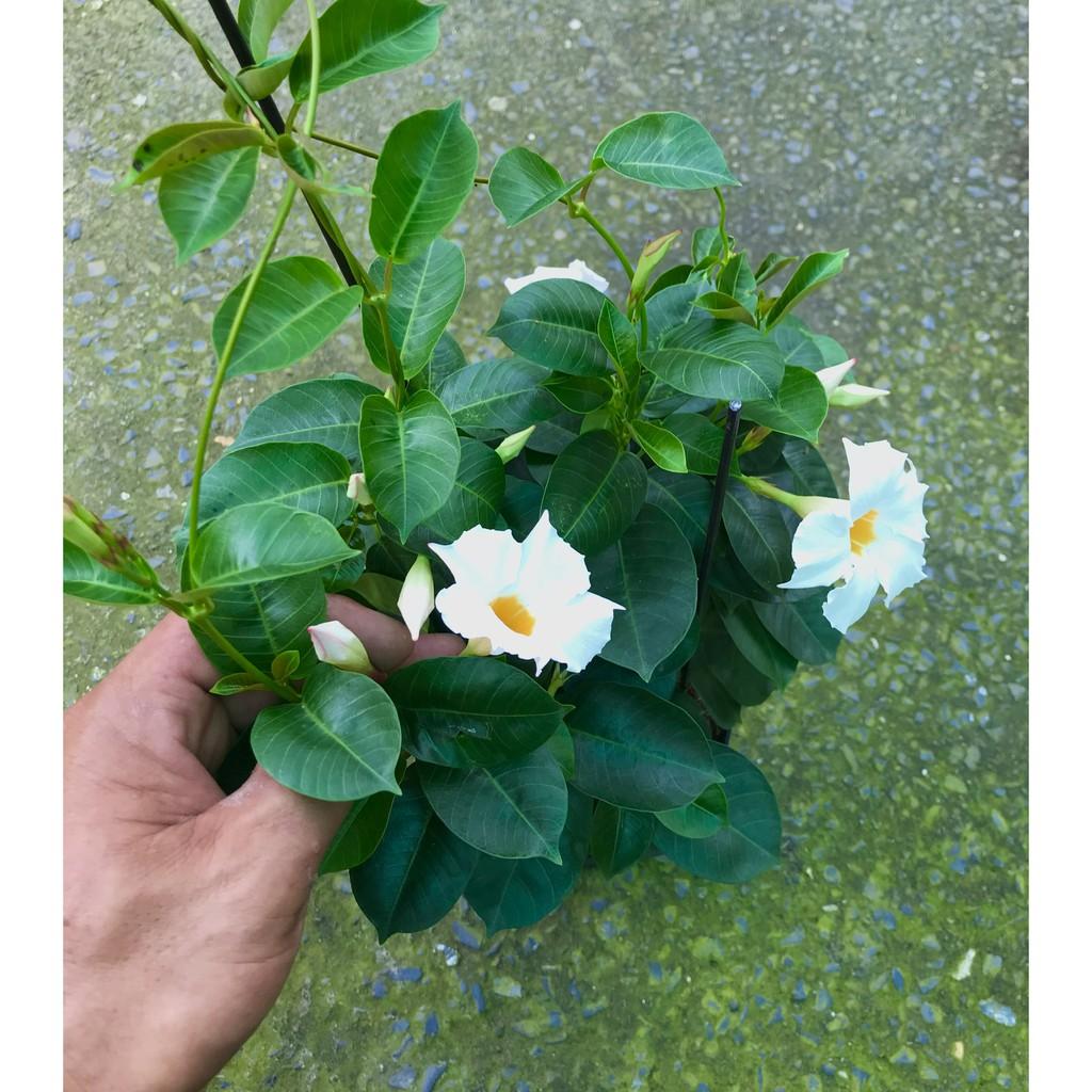 Chậu dây leo Huỳnh Anh hoa trắng