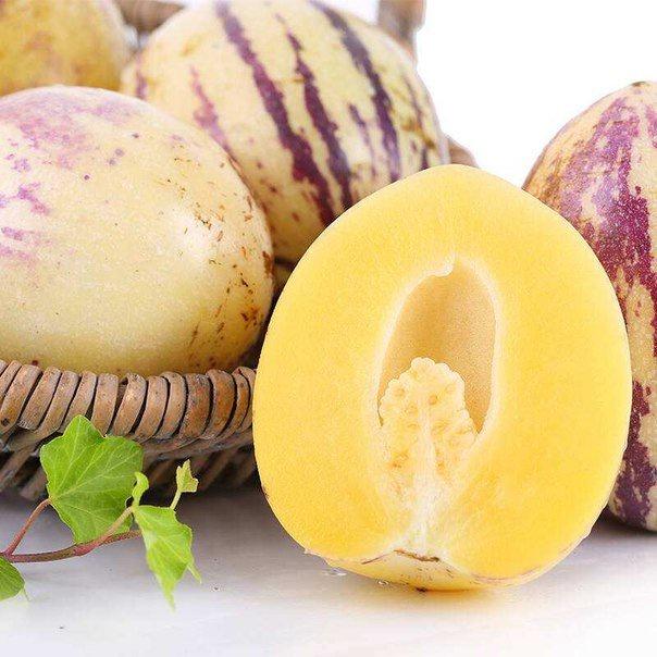 Dưa hấu nam mỹ Pepino vàng - cây choai lớn sắp ra hoa