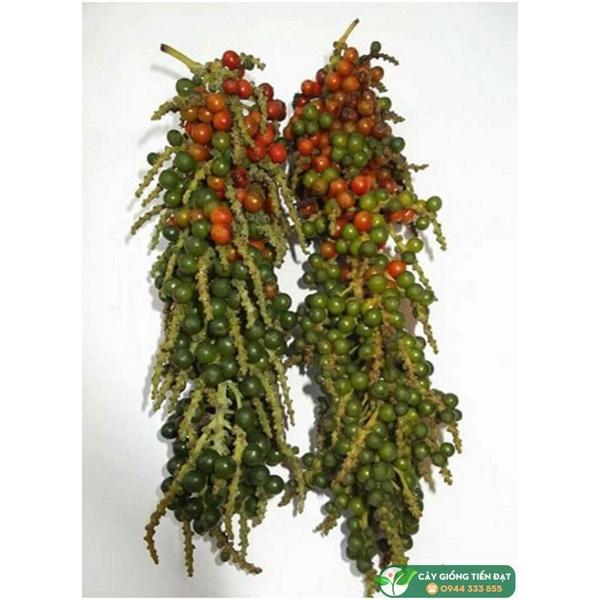 Cây giống Tiêu Chùm Thekken.