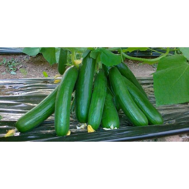 HẠT GIỐNG DƯA CHUỘT CHÙM SIÊU QUẢ