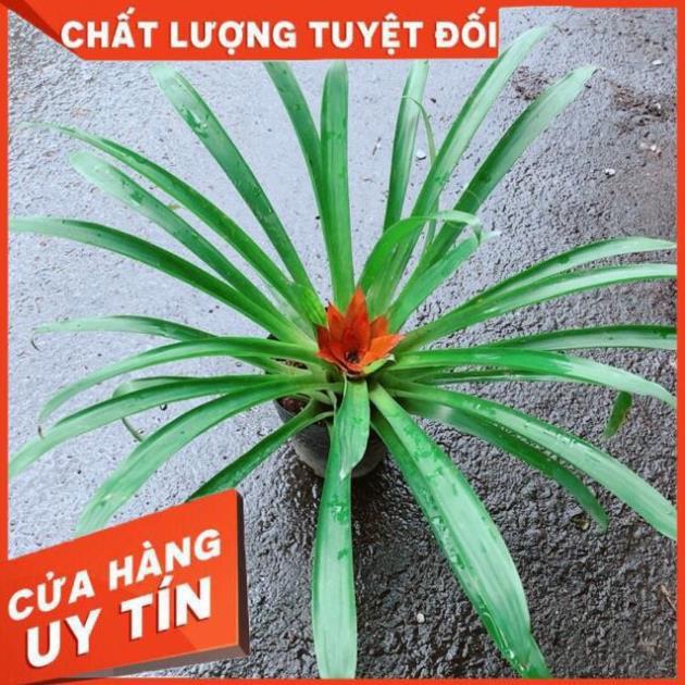 Phong Lọc Hoa