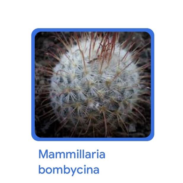 Cây xương rồng mami móc câu trắng mamillaria bombycina