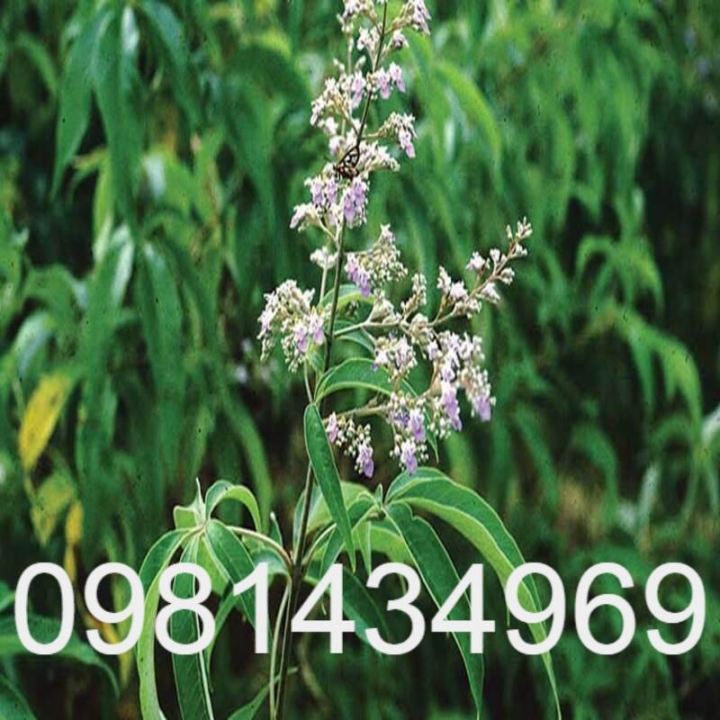 Cây Ngũ Trảo Giống Khỏe Mạnh