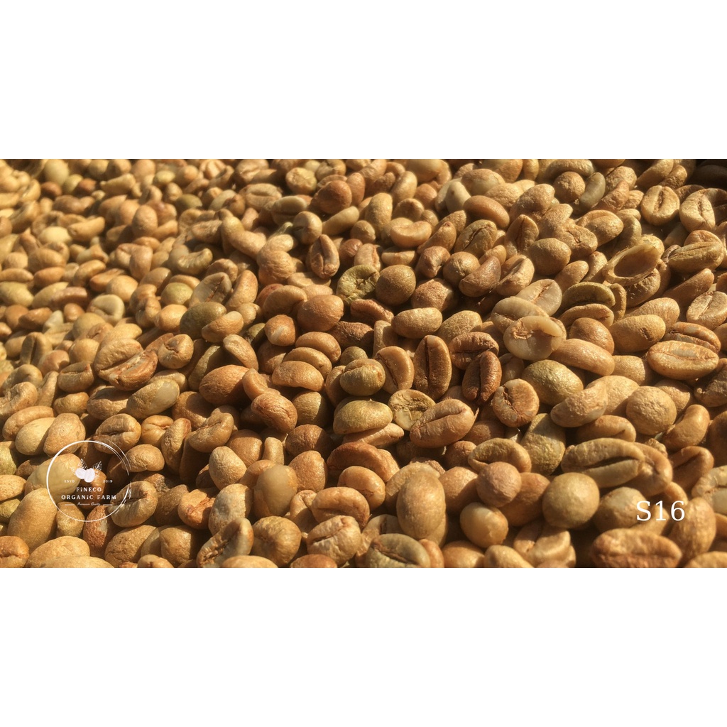1kg CÀ PHÊ NHÂN ROBUSTA S14 S16