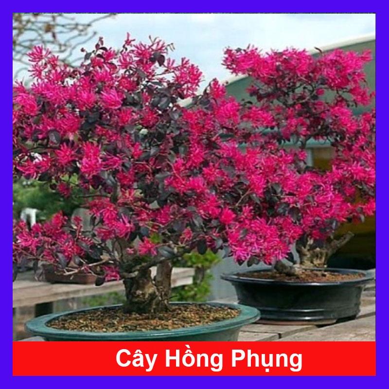 Cây Hồng Phụng - cây cảnh để bàn + tặng phân bón cho cây