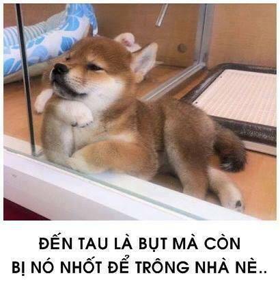 tấm cám phiên bản mèo chapter 1 10