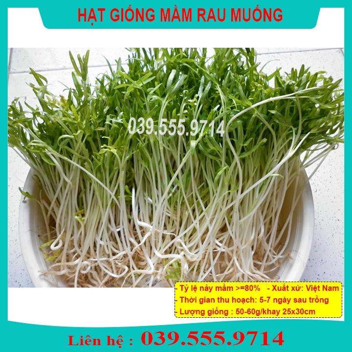 Hạt Giống Mầm Rau Muống - Hạt Rau Mầm Dễ Trồng Tại Nhà