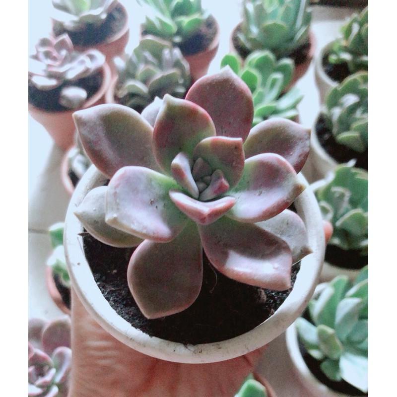 Chậu Sen Đá Nhỏ