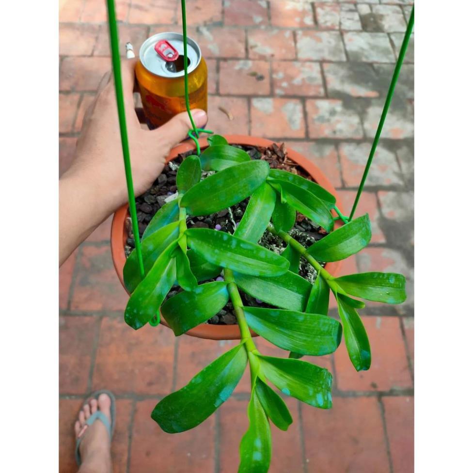 Sản Phẩm Phi điệp 5 cánh xanh phú thọ