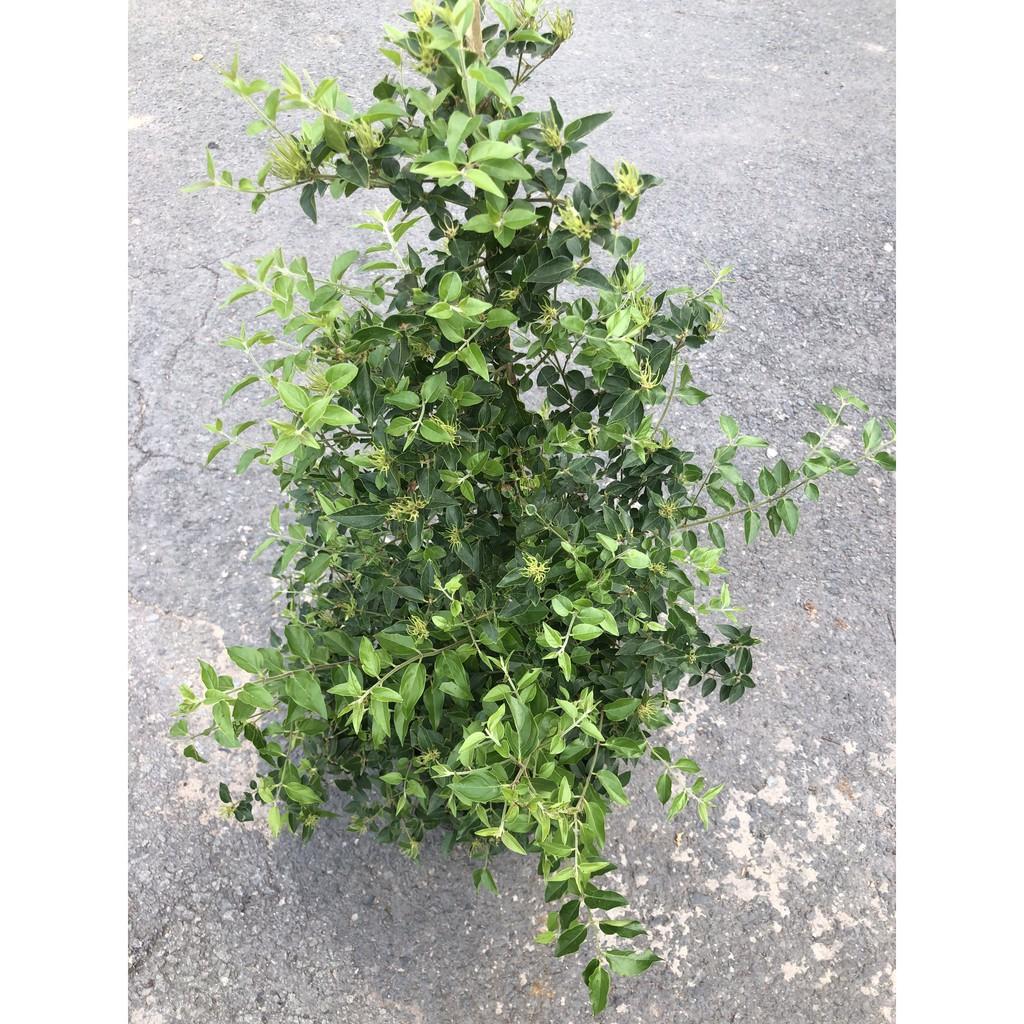 Chậu cây Nguyệt Quế leo