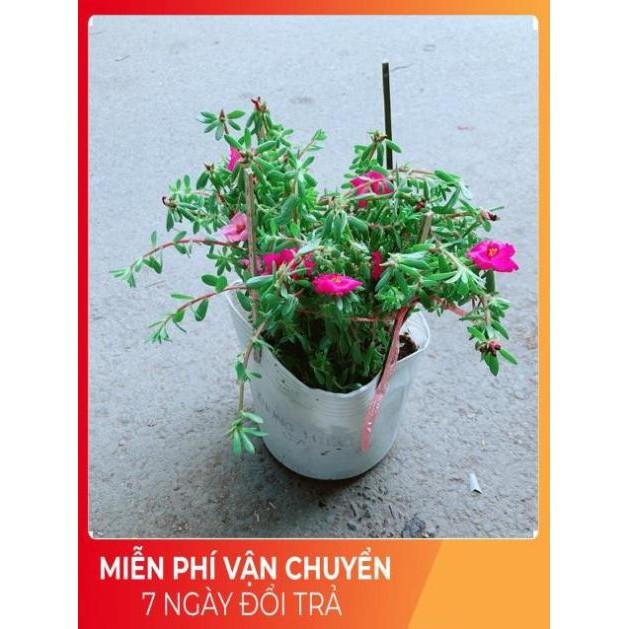 Hoa Mười Giờ Giống Mới