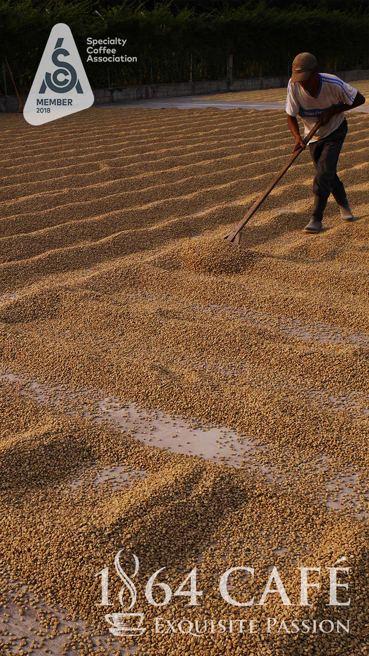 Cà phê hảo hạng 1864 CAFÉ Guatemala Puerta Verde nguyên hạt 220g