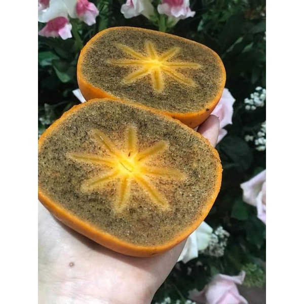 CÂY GIỐNG HỒNG ĐEN SOCOLA SIÊU SỚM