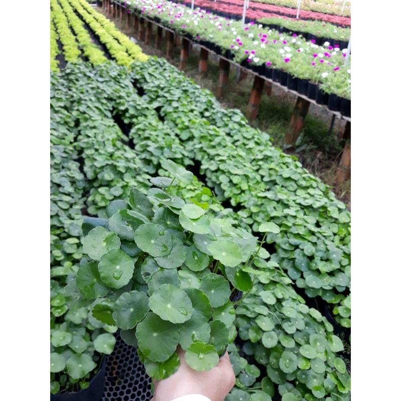 Cây Cỏ Đồng Tiền May Mắn