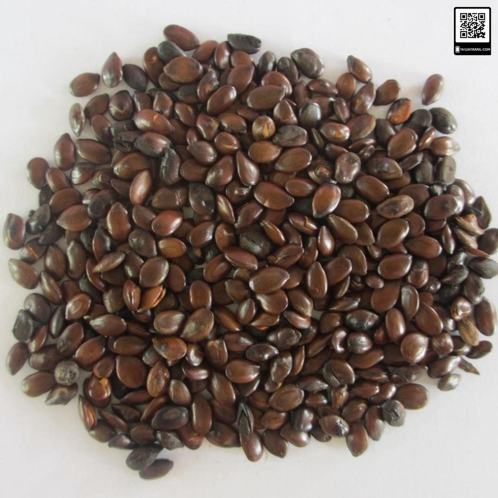 Hạt Giống Cây Keo Dậu - Hạt Giống táo nhơn KNS3704 - 10gram