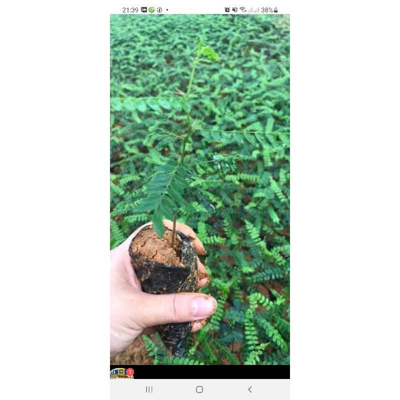 Cây giống bồ kết kết
