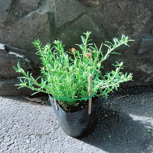 Hoa Mười Giờ 3 Màu