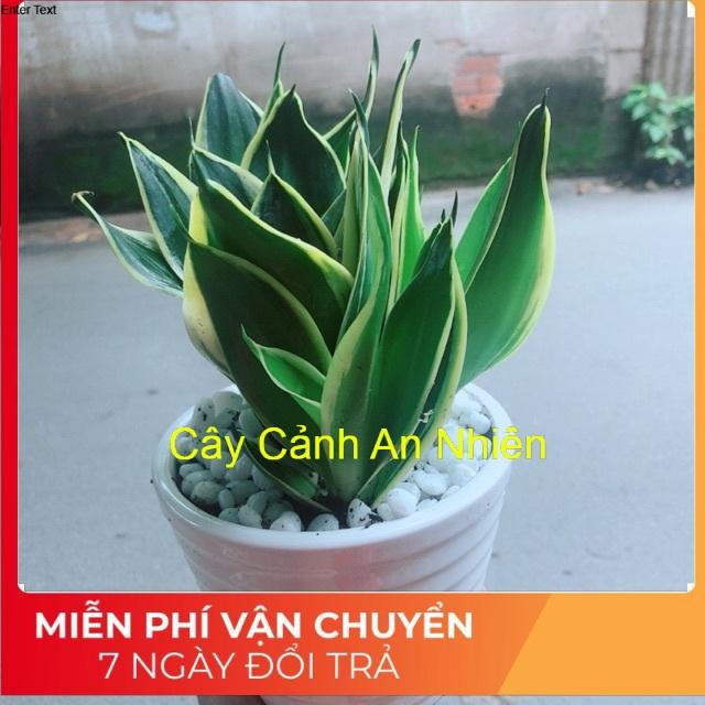 Chậu Cây Lưỡi Hổ