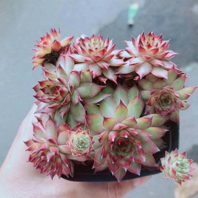 Sen Phật Bà Đỏ