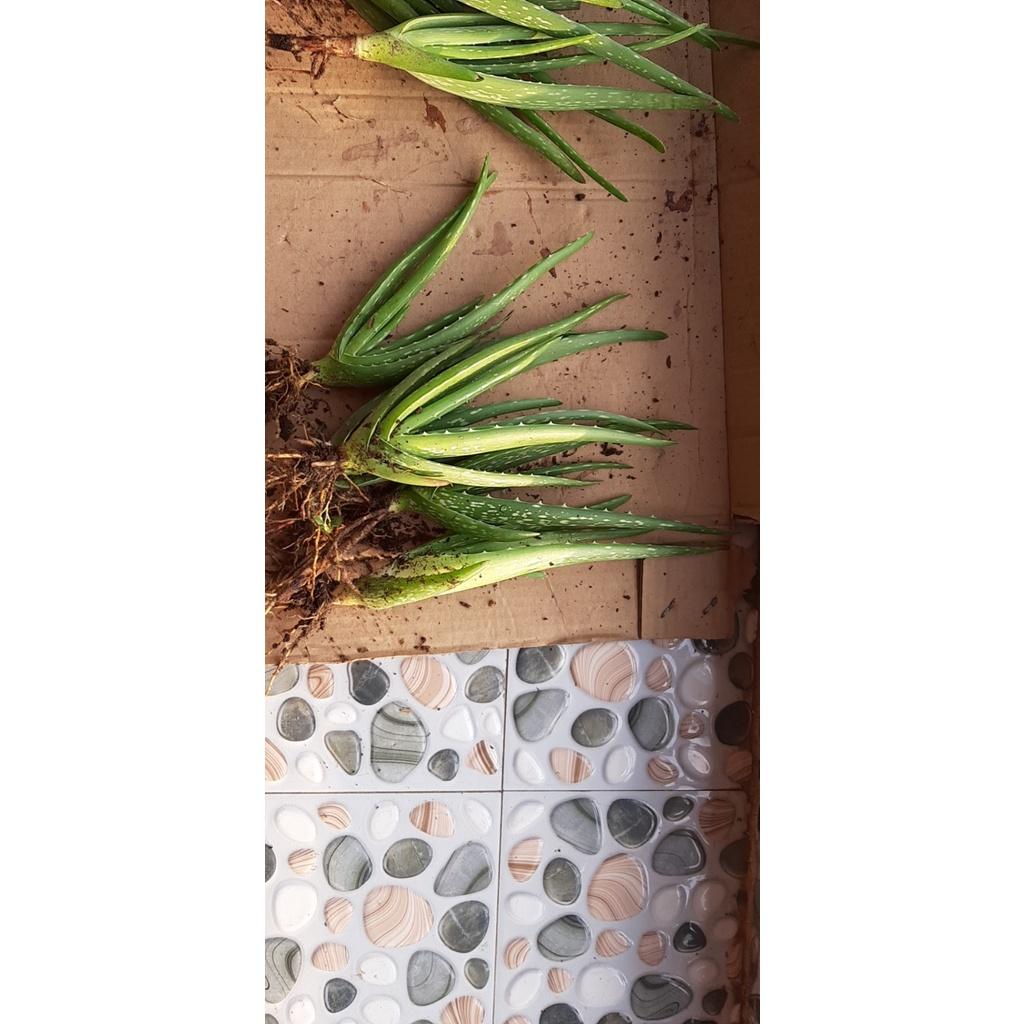 5 cây nha đam thái loai 20-30cm( trên gang tay cây đẹp giống chuẩn