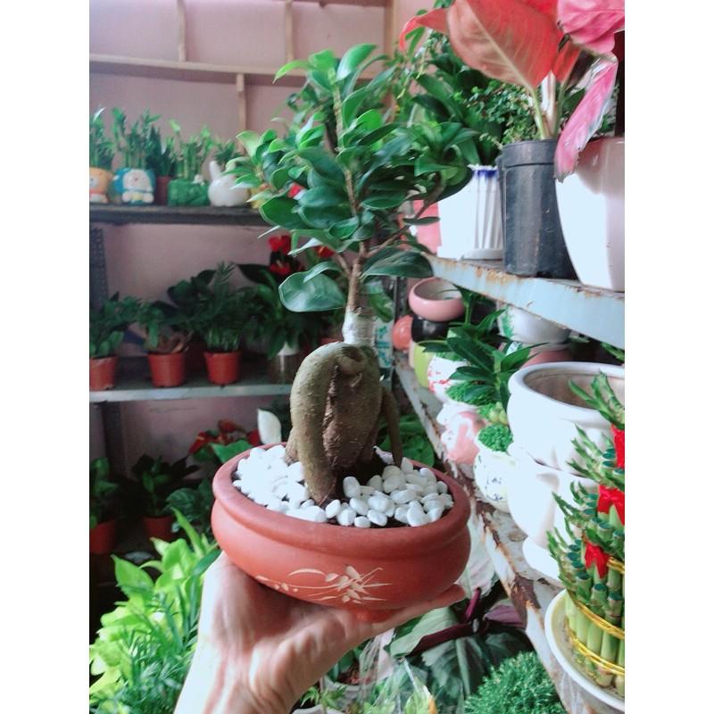 Chậu Cây Si Bonsai