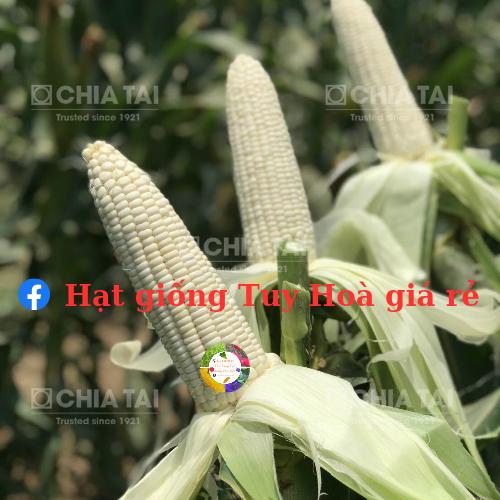 Hạt giống bắp nếp white sweet 66 năng suất cao gói 1kg