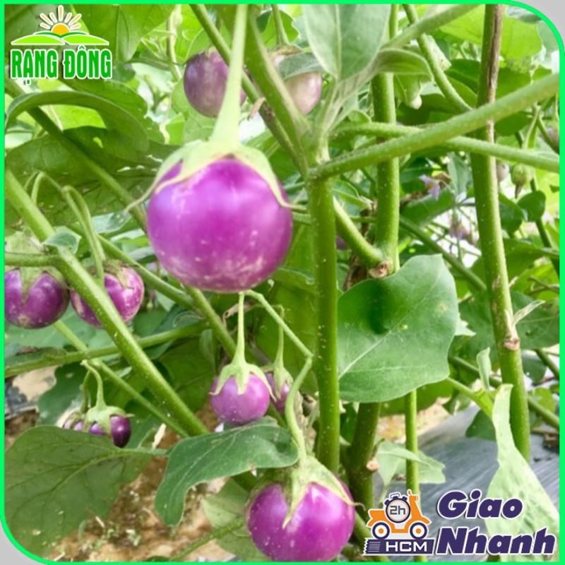 Hạt giống Cà Pháo Tím Rado 73 (0,5g~100 hạt) nảy mầm tốt, kháng bệnh, trồng quanh năm  - Hạt giống Rạng Đông