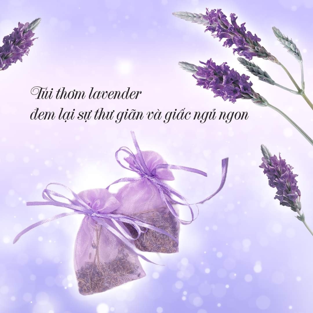 Ruột gối Everon Lavender