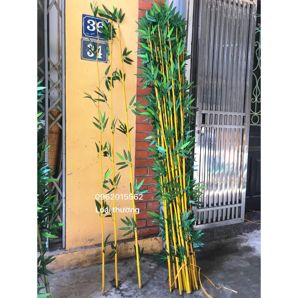 Set 30 cây trúc độ cao từ 120cm đến 200cm