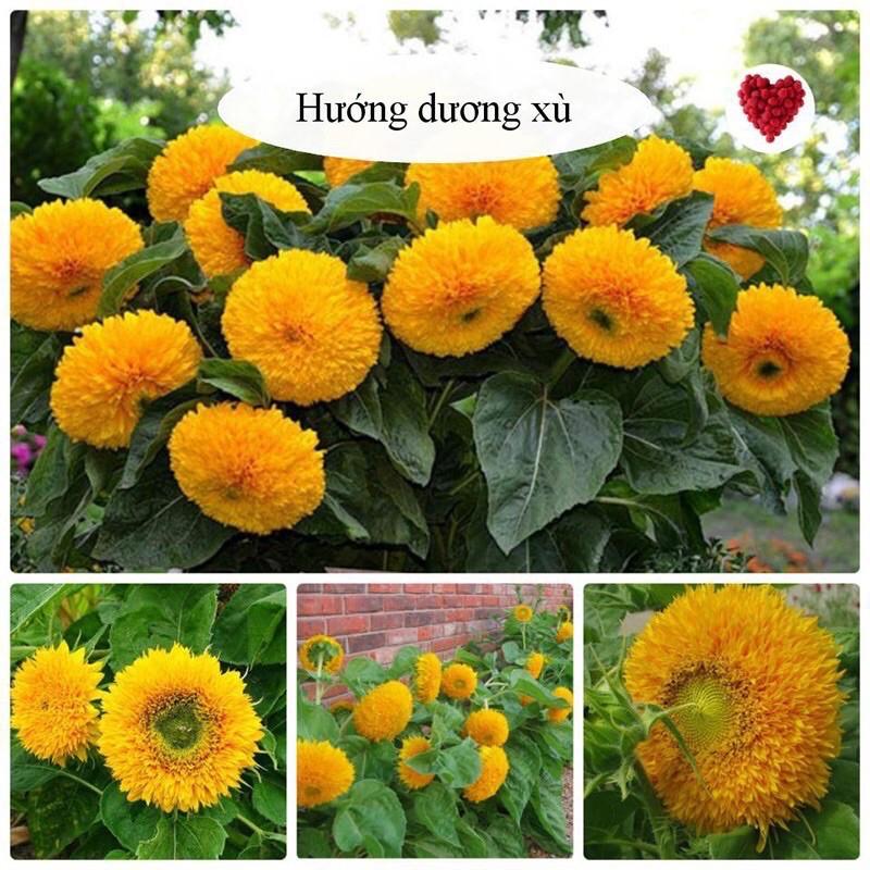 Hạt giống hoa hướng dương xù bông to
